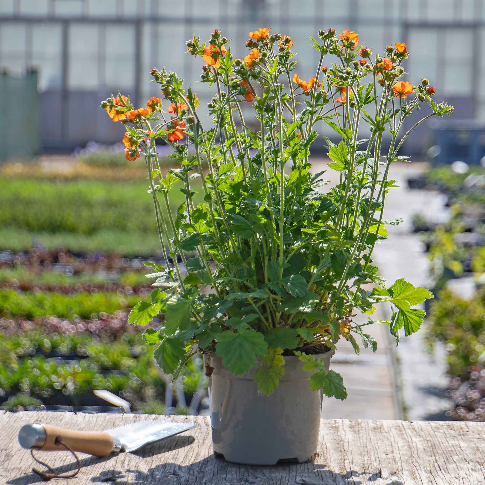 Geum 'totally Tangerine' Tangerine-orange Perennial | 1 x 9cm | Multi