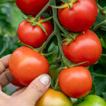 Complete Tomato Collection For Greenhouse, Patio And Garden Seeds | Set of 9