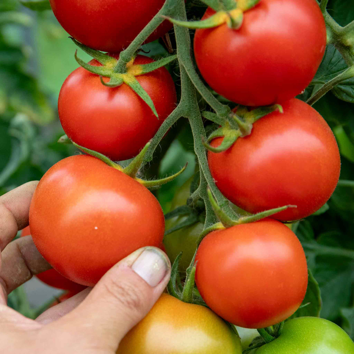 Complete Tomato Collection For Greenhouse, Patio And Garden Seeds | Set of 9