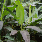 Thompson & Morgan Musa Basjoo Japanese Banana - 2 Plants