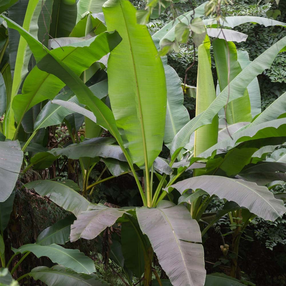 Thompson & Morgan Musa Basjoo Japanese Banana - 2 Plants