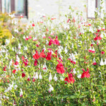 Timeless Salvia Collection - 12 Young Plants 1 Of Each Variety