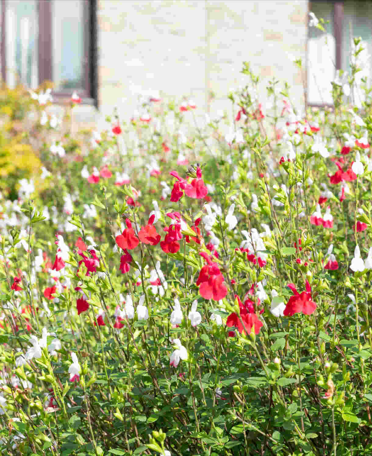 Timeless Salvia Collection - 12 Young Plants 1 Of Each Variety