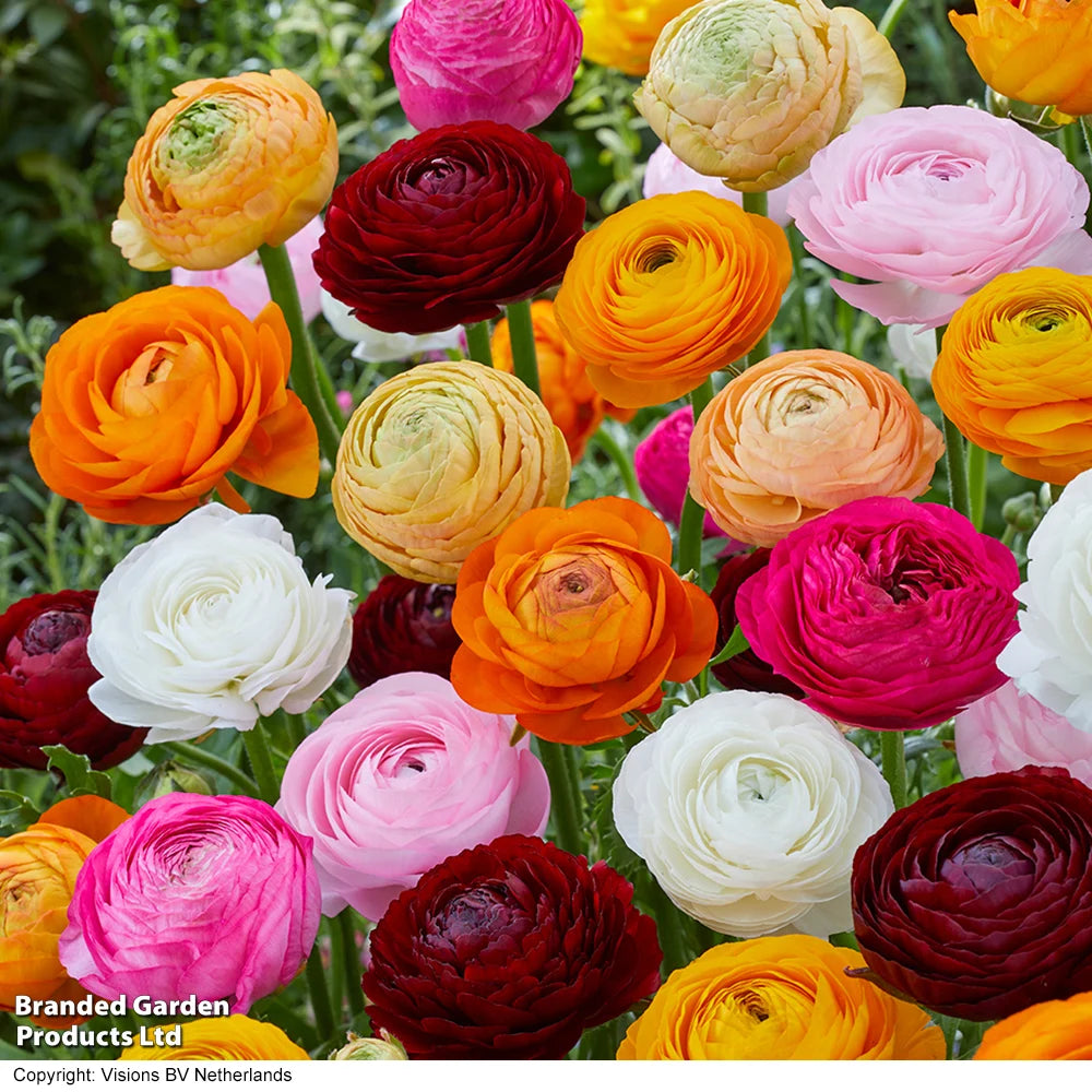 Bumper Spring Bulb Collection Bulbs | 500 x Bulbs