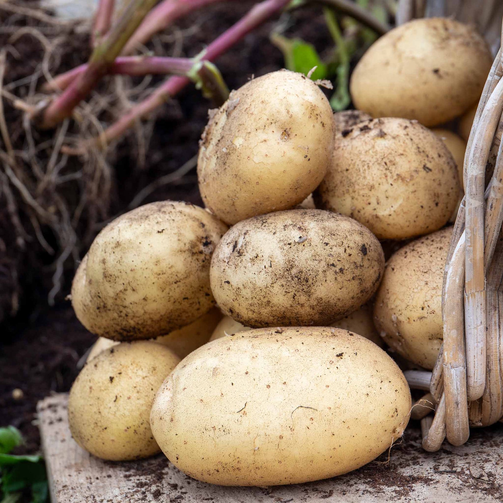 Seed Potato Foremost — Very Early, Rhs Recommended | 1kg | Multi