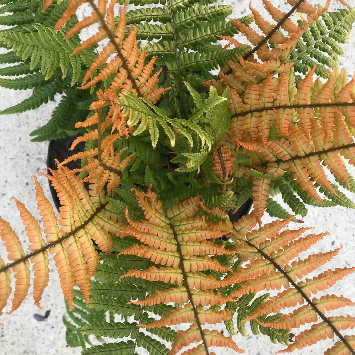 Dryopteris 'jurassic Gold' Fern | Set of 3 | Bronze