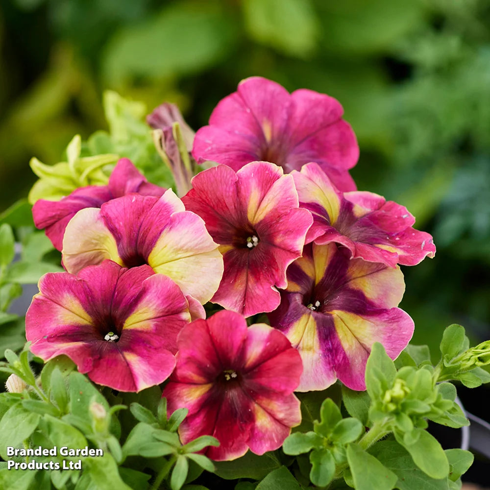 Petunia Raspberry Shake Garden Ready Plants Raspberry & Vanilla Swirled Blooms | 24 x Garden Ready Plants