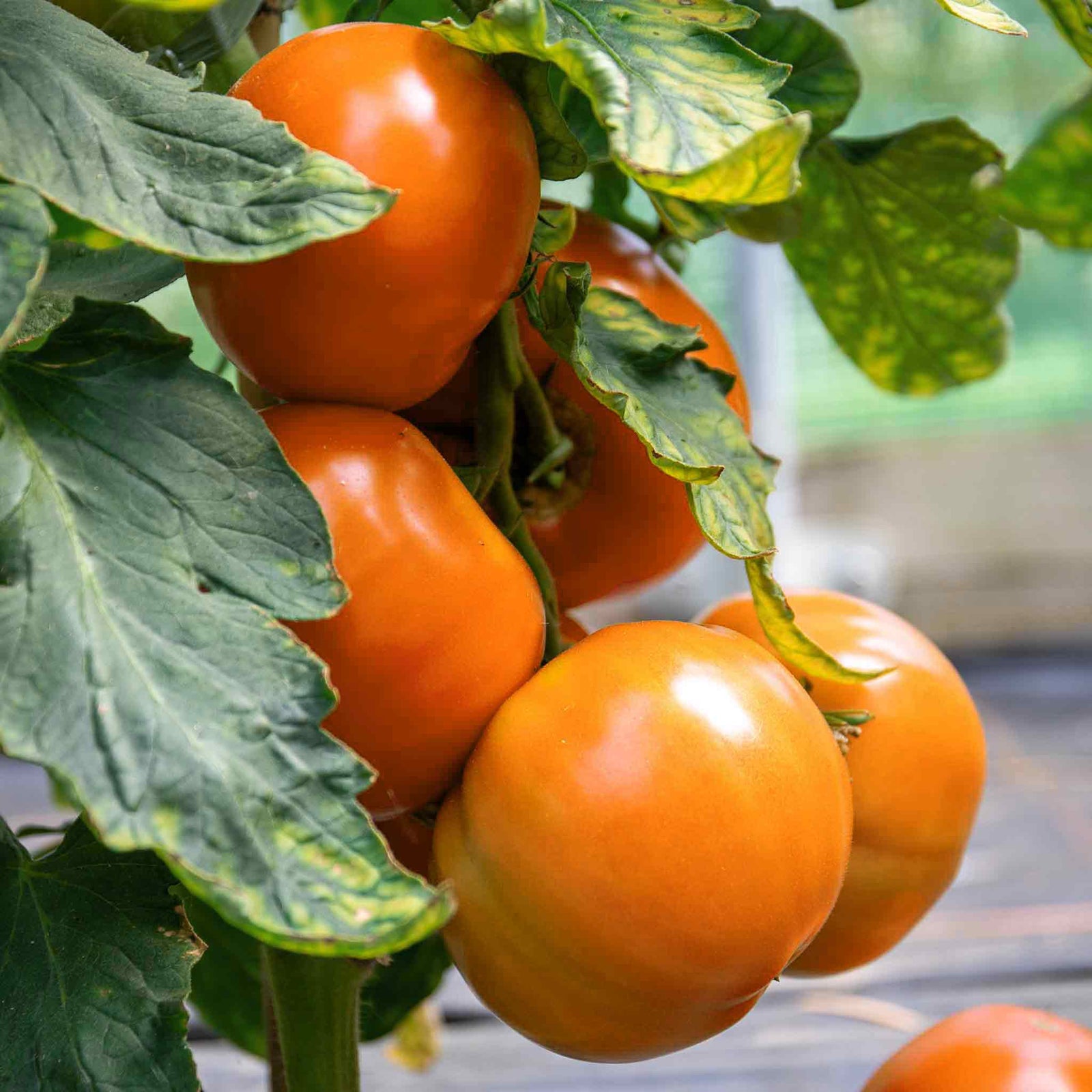 Tomato Seeds 'orange Wellington', Disease-resistant Rhs Award Winner | 12 Seeds