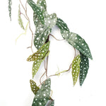 Artificial 110cm Trailing Hanging Begonia Maculata Spotted Plant Realistic