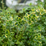 Lemon Variegated Thyme (thymus Citriodorus 'aureus') 1l Plant | Set of 1 | Green & White