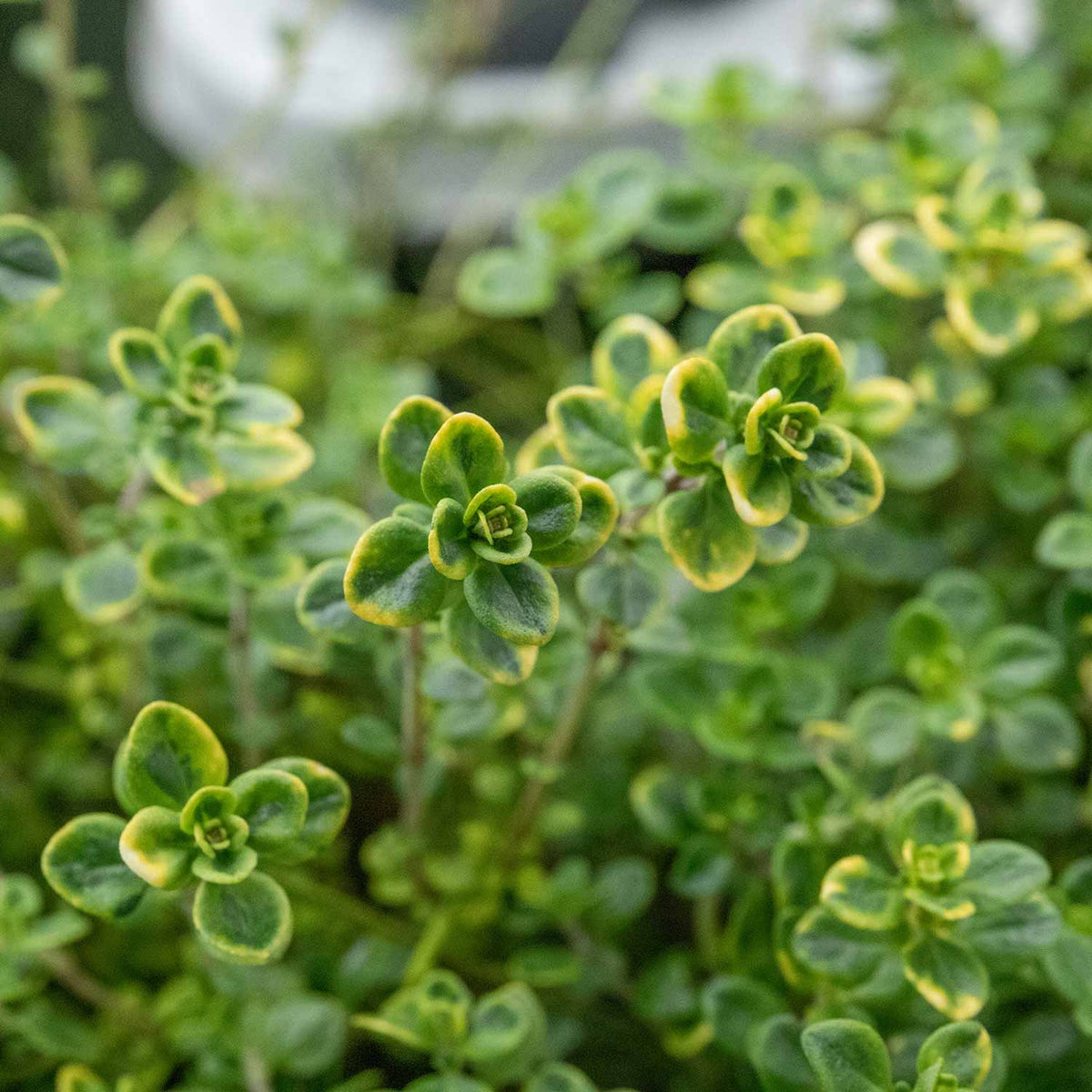 Lemon Variegated Thyme (thymus Citriodorus 'aureus') 1l Plant | Set of 1 | Green & White