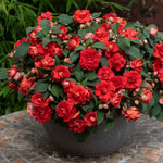 Busy Lizzie (impatiens) Double Bright Red | 6 x Plug Plants | Bright Red