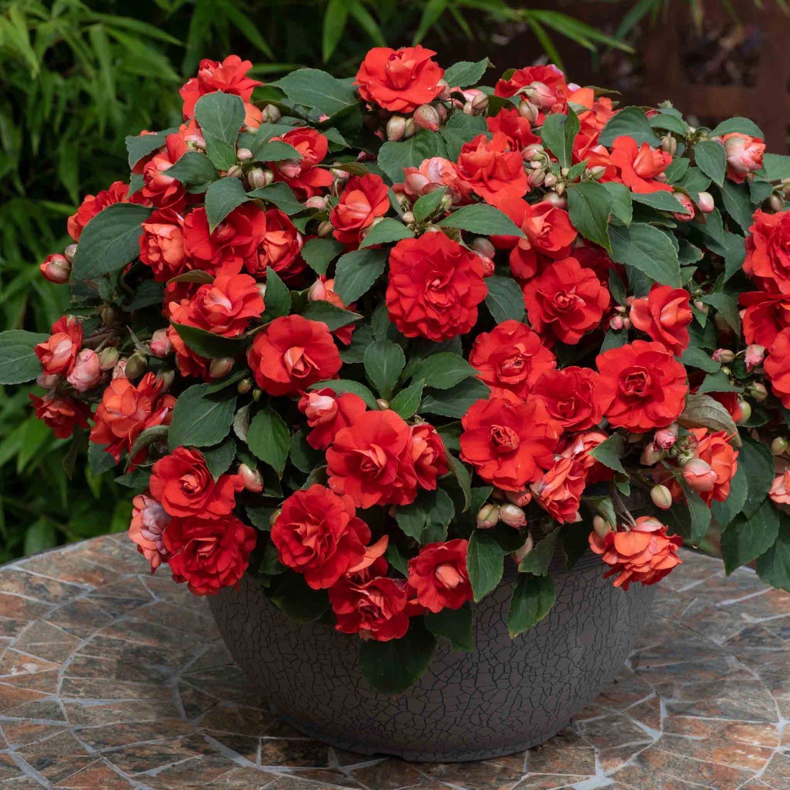Busy Lizzie (impatiens) Double Bright Red | 6 x Plug Plants | Bright Red