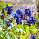 Hayloft Cerinthe Major Purpurascens - Honeywort, 6 X Young Plants