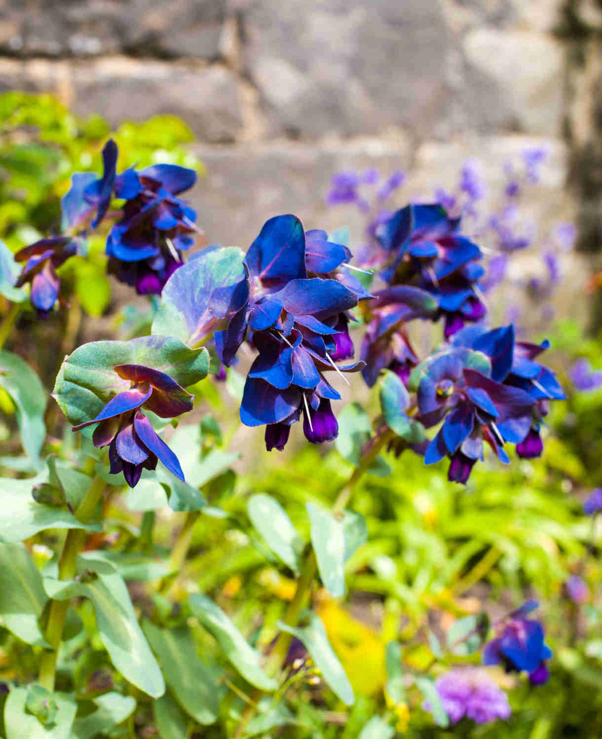 Hayloft Cerinthe Major Purpurascens - Honeywort, 6 X Young Plants