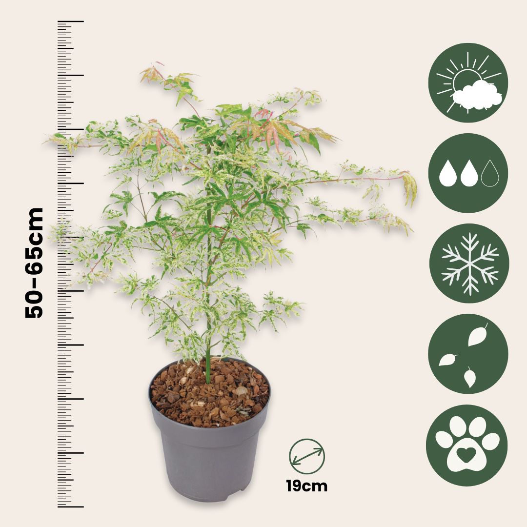 Japanese Maple - Acer Palmatum 'Ukigumo' - Height 50-60cm - ⌀19cm | Set of 2 | Green
