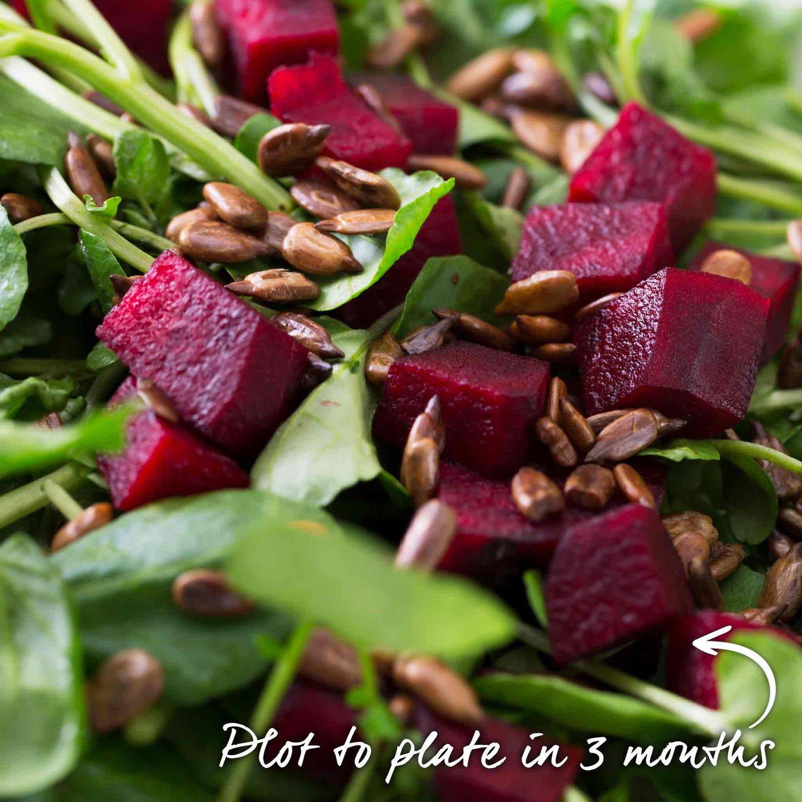 Beetroot 'boston' | 200 Seeds