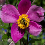 Anemone Hupehensis Var. Japonica 'splendens' - 9 cm pots | 3 x 9cm | Pink