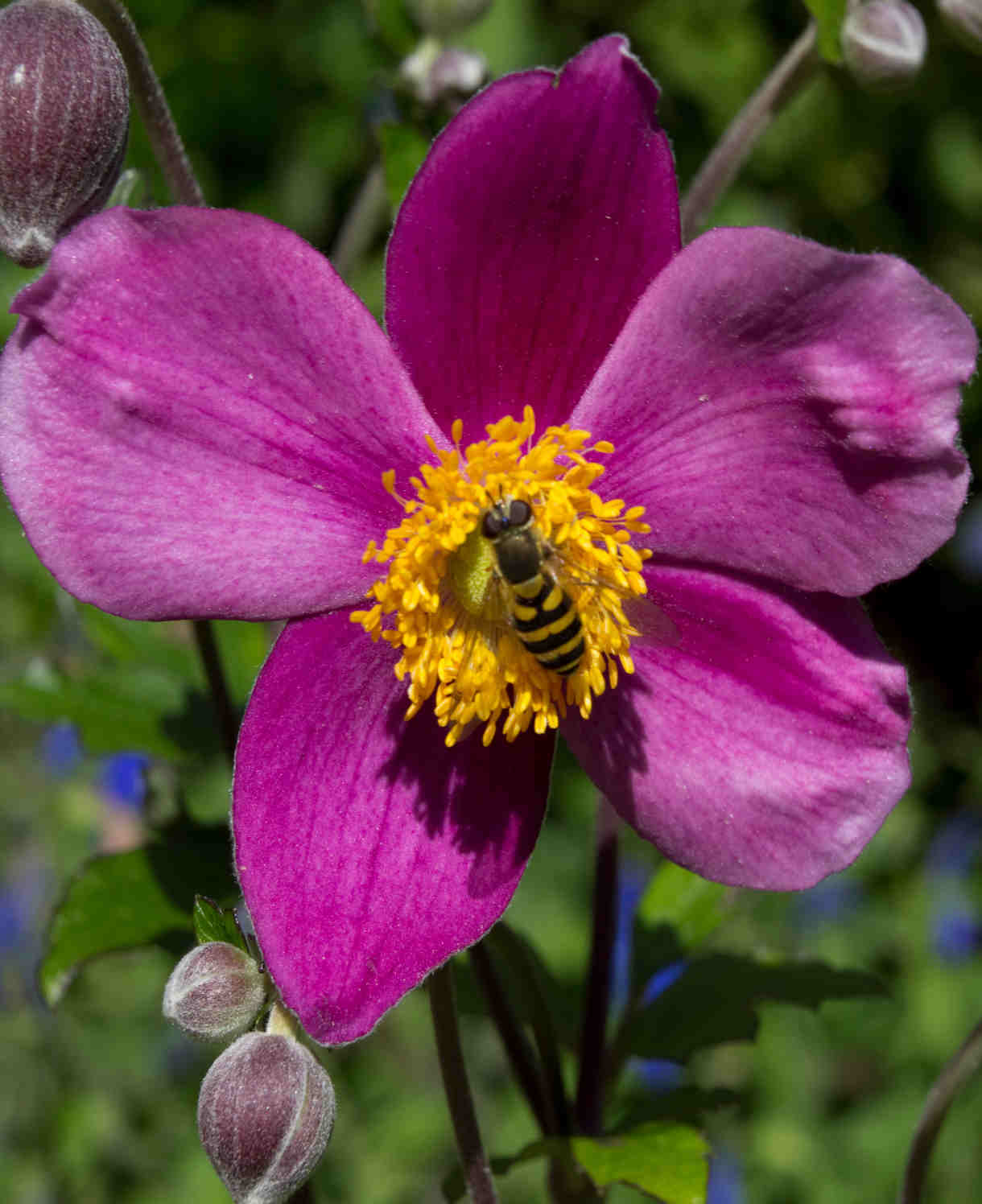 Anemone Hupehensis Var. Japonica 'splendens' - 9 cm pots | 1 x 9cm | Pink