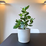 Autograph Tree - Clusia Rosea 'princess' - Height 50-60cm - ⌀17cm | Set of 1 | Green