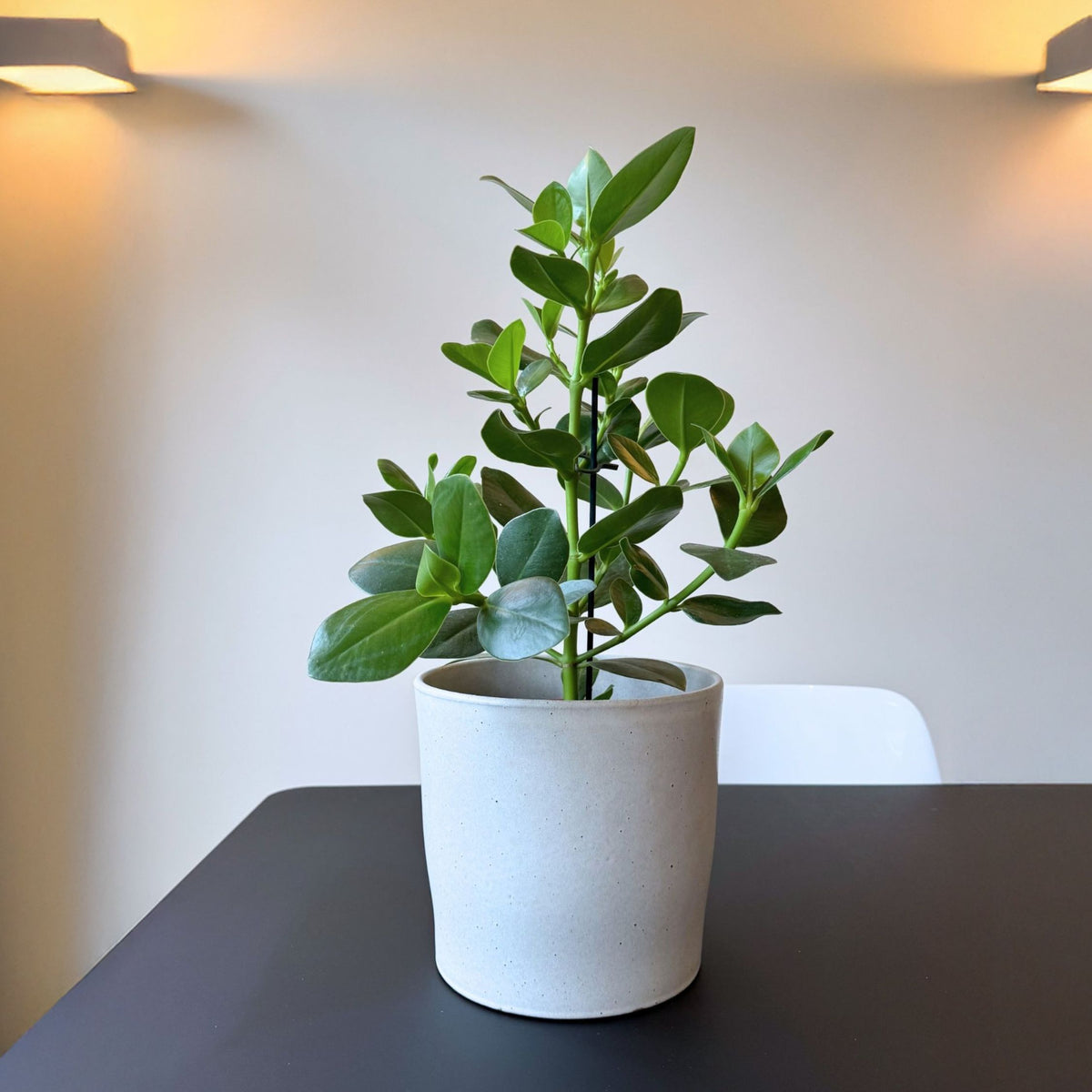 Autograph Tree - Clusia Rosea 'princess' - Height 50-60cm - ⌀17cm | Set of 1 | Green