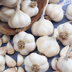 Picardy Wight Softneck Garlic Cloves Spring Planting | Set of 2 | Multi