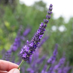 Lavender 'phenomenal' - Hardy French Hybrid, Fragrant, Pollinator-friendly | 1 x 2L | Purple