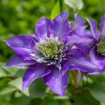 Clematis 'multi Blue' Navy-blue Double-flowered Climber | 1 x 3L | Blue & Green
