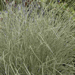 Hayloft Miscanthus Morning Light - 9cm pot