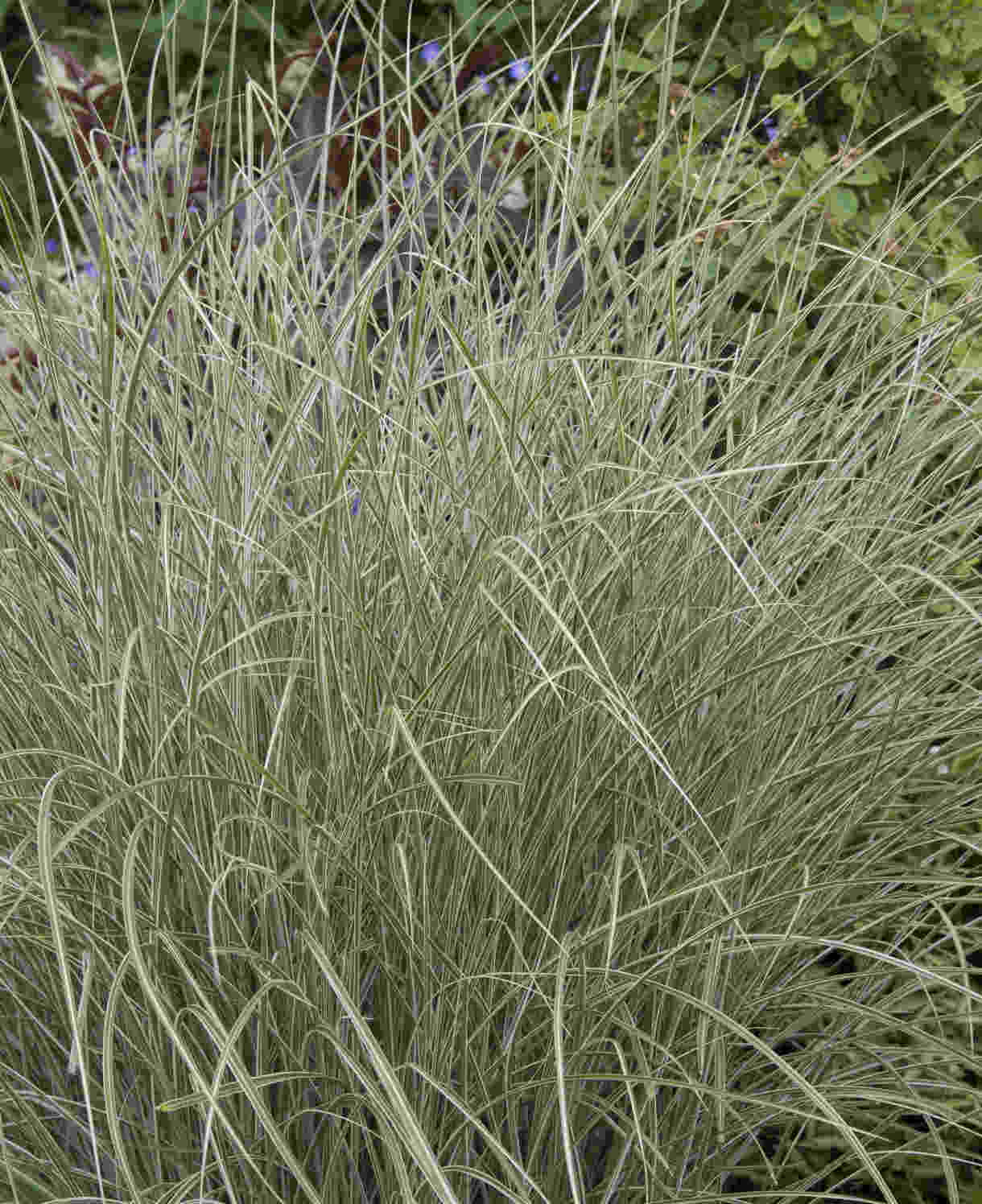Hayloft Miscanthus Morning Light - 9cm pot