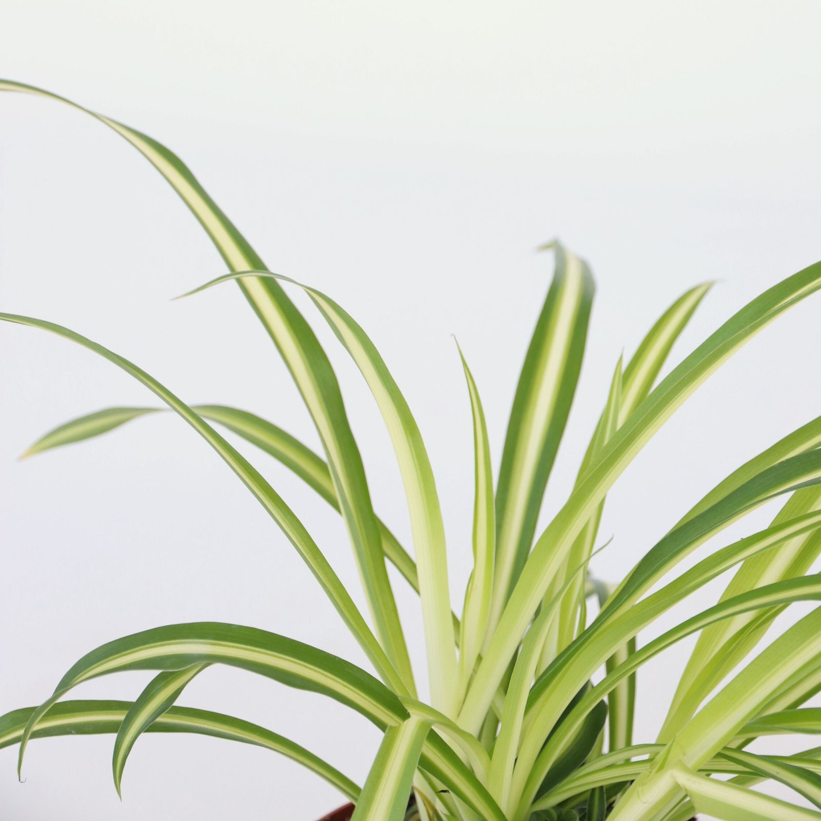 Spider Plant - 6 Pcs. - Chlorophytum Comosum 'atlantic' - Height 25-40cm - ⌀12cm | Set of 6 | Green