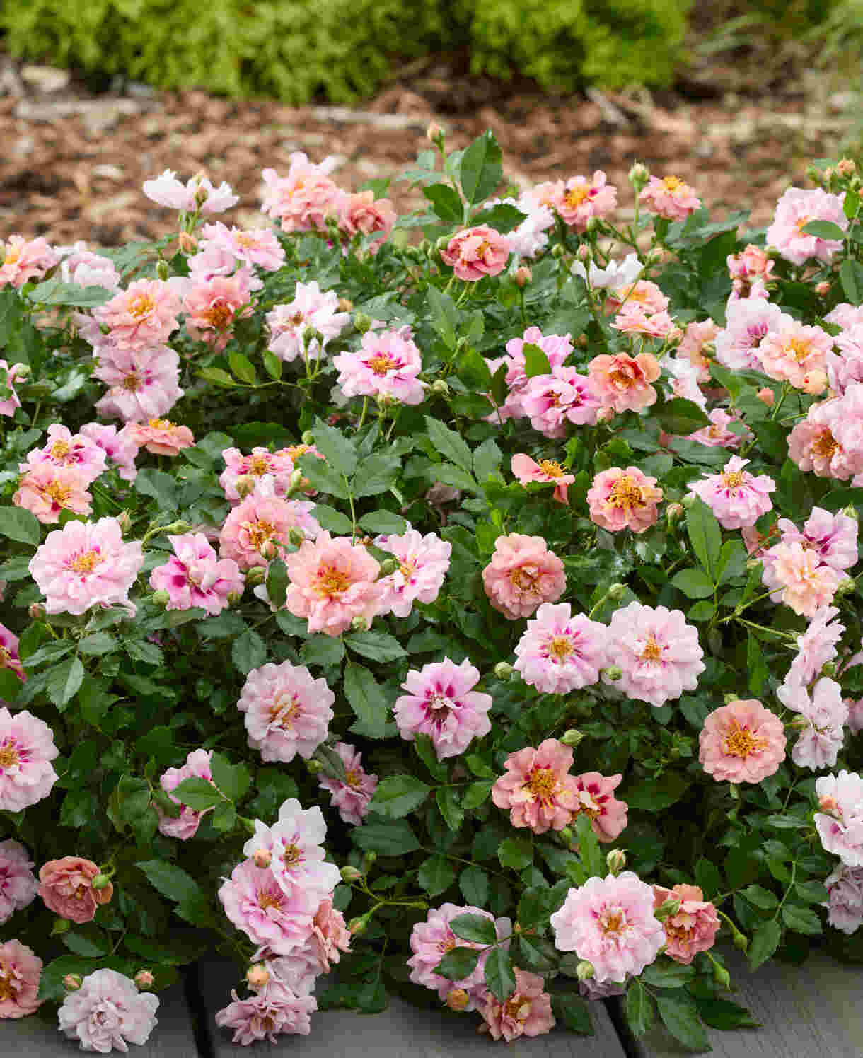 Rosa Amirose - Charming And Compact Groundcover 1 X 14cm Pot