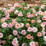 Rosa Amirose - Charming And Compact Groundcover
