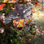 Berberis Thunbergii 'atropurpurea Nana' | 1 x 3L | Neon Orange