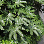 Fatsia Japonica 9cm Pot | Set-of-1