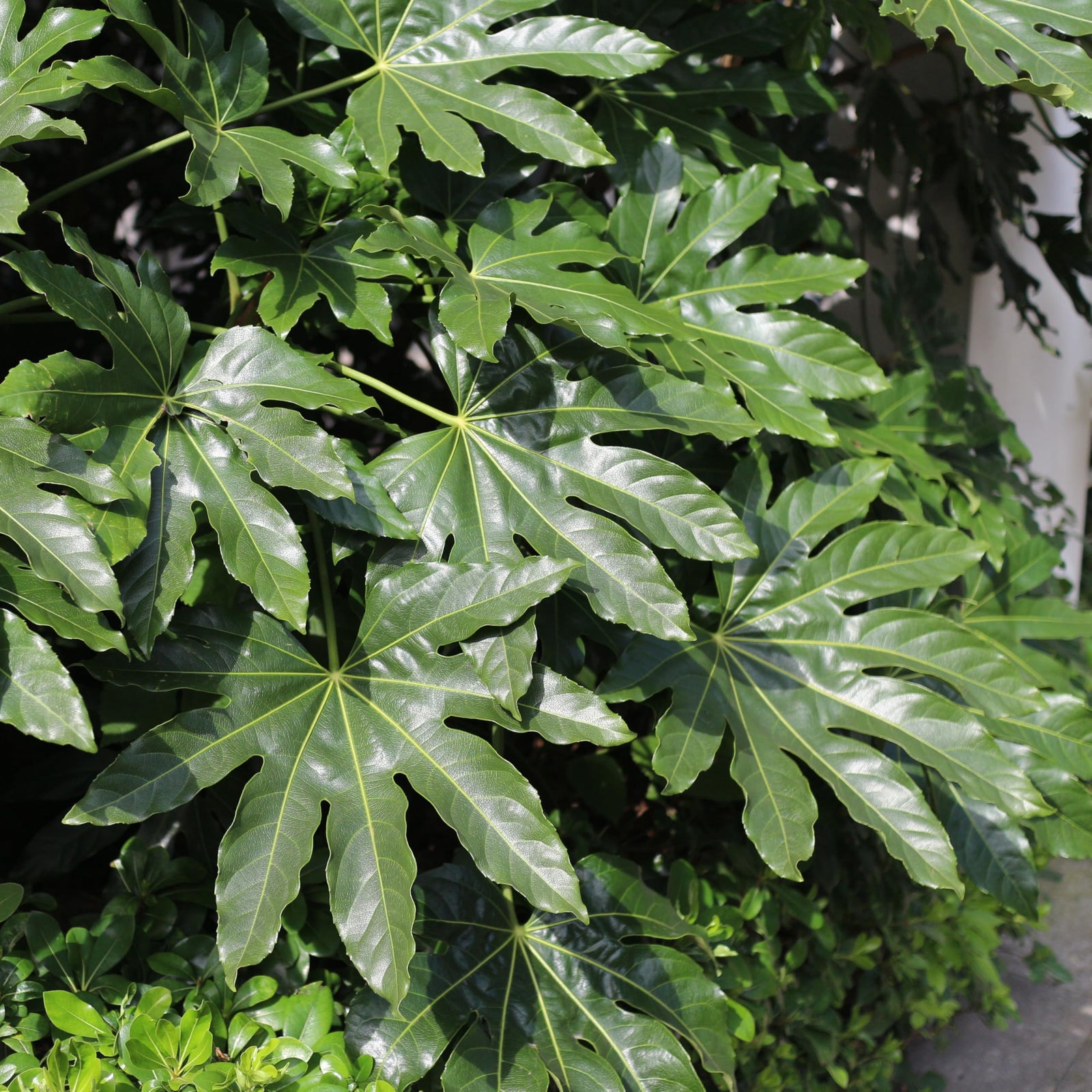 Fatsia Japonica 9cm Pot | Set-of-3