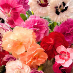 Dianthus Mix - Plug Plants | 10 x Plug Plants | Multi
