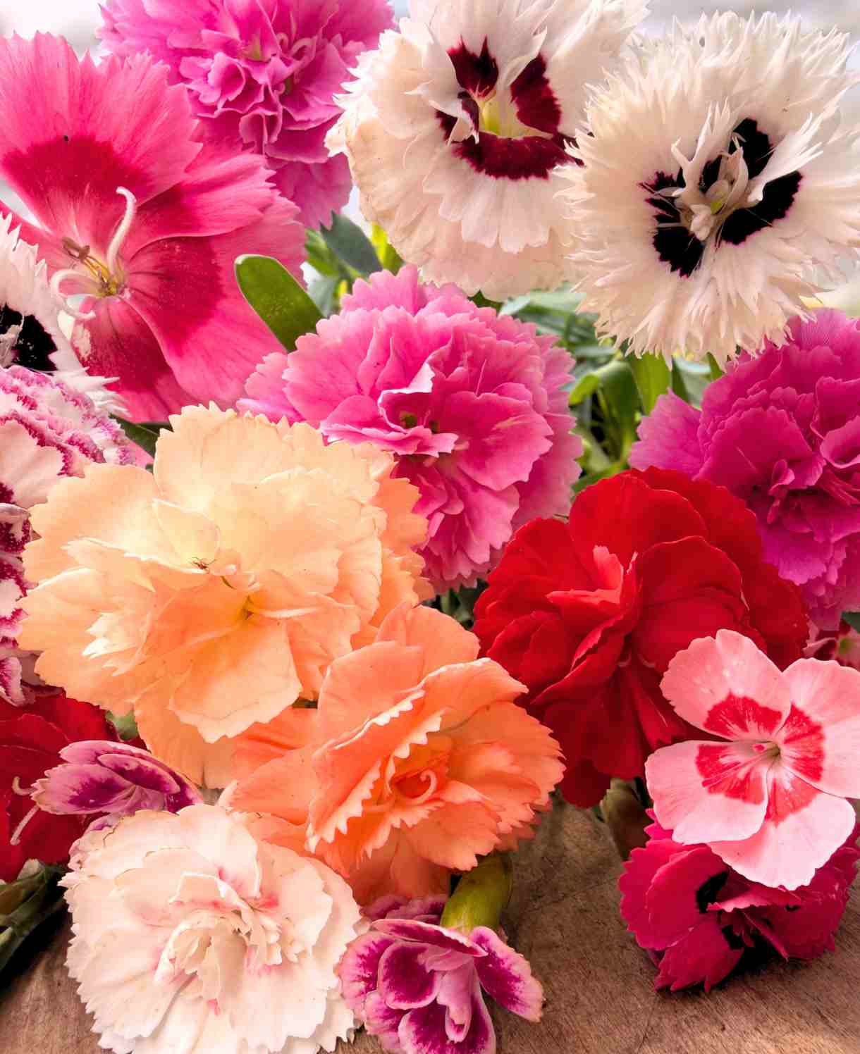Dianthus Mix - Plug Plants | 20 x Plug Plants | Multi