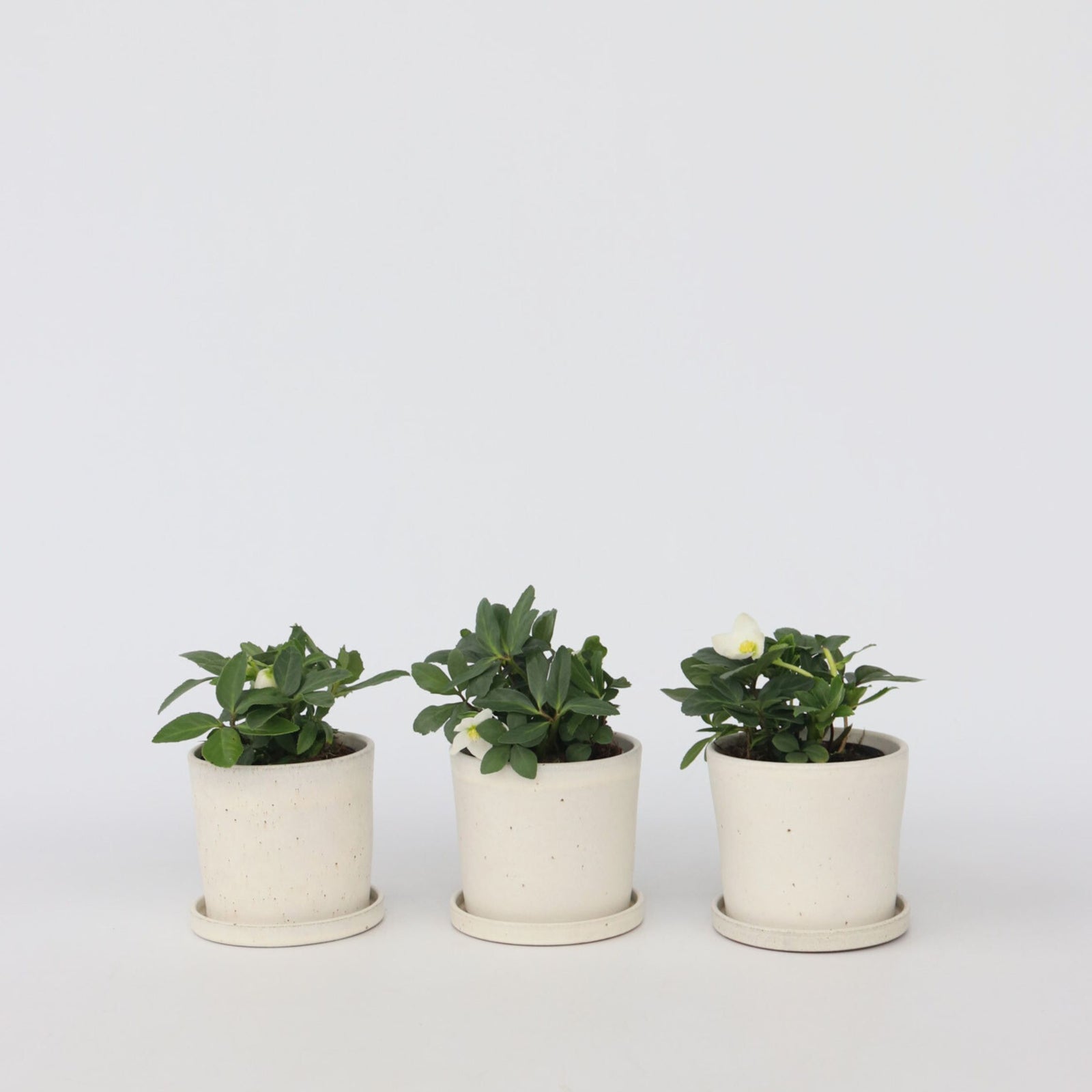 Christmas Rose - Helleborus Niger 'mont Blanc' - Height 20-30cm - ⌀12cm | Set-of-3 | White