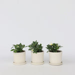 Christmas Rose - Helleborus Niger 'mont Blanc' - Height 20-30cm - ⌀12cm | Set of 3 | White