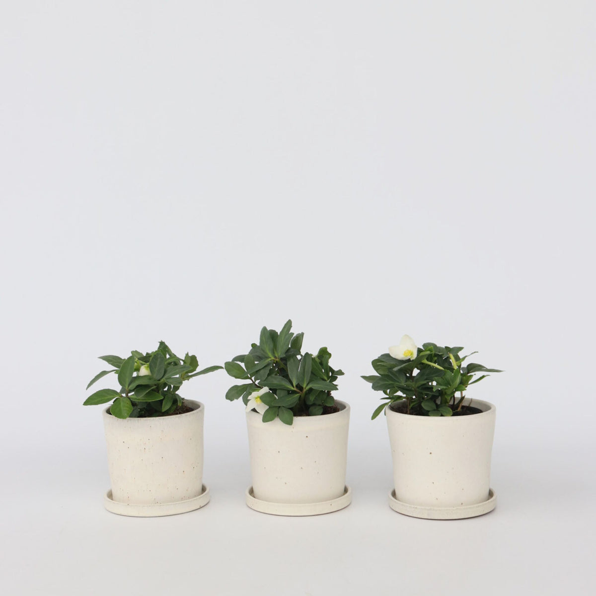 Christmas Rose - Helleborus Niger 'mont Blanc' - Height 20-30cm - ⌀12cm | Set of 3 | White