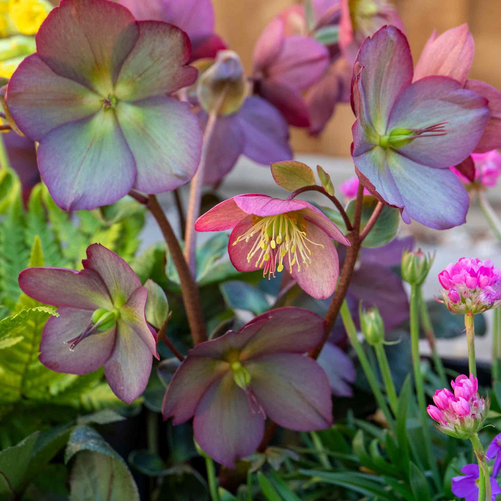 Helleborus 'ice N Roses Rose' Winter-flowering Shade Perennial | 6 x Jumbo Plugs | Multi