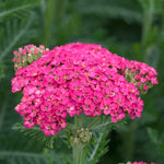 Achillea 'sassy Summer Taffy' 2l Salmon-pink Perennial | Set of 1