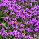 Hayloft Verbena Santos Purple - Hardy Perennial Pollinator Magnet, Supplied As 3 Young Plants