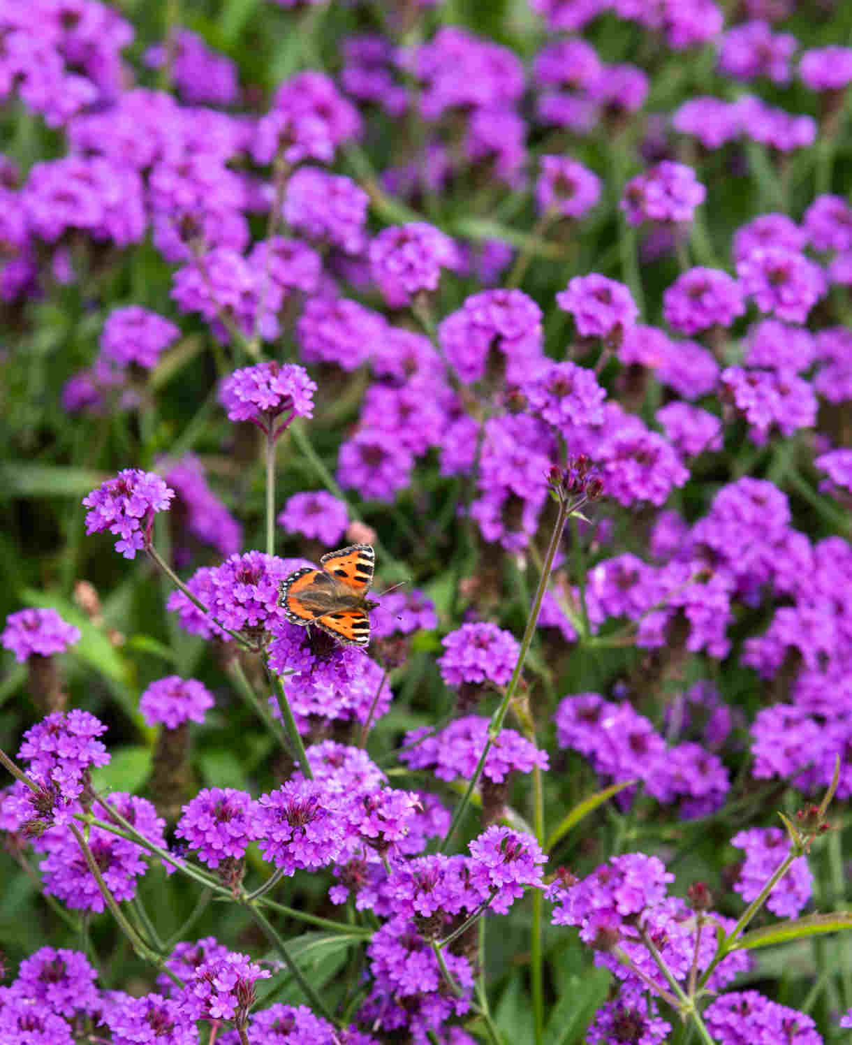 Hayloft Verbena Santos Purple - Hardy Perennial Pollinator Magnet, Supplied As 3 Young Plants