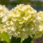 Hydrangea 'mojito' Lime Green Flowering Shrub | 1 x 7.5L | Green