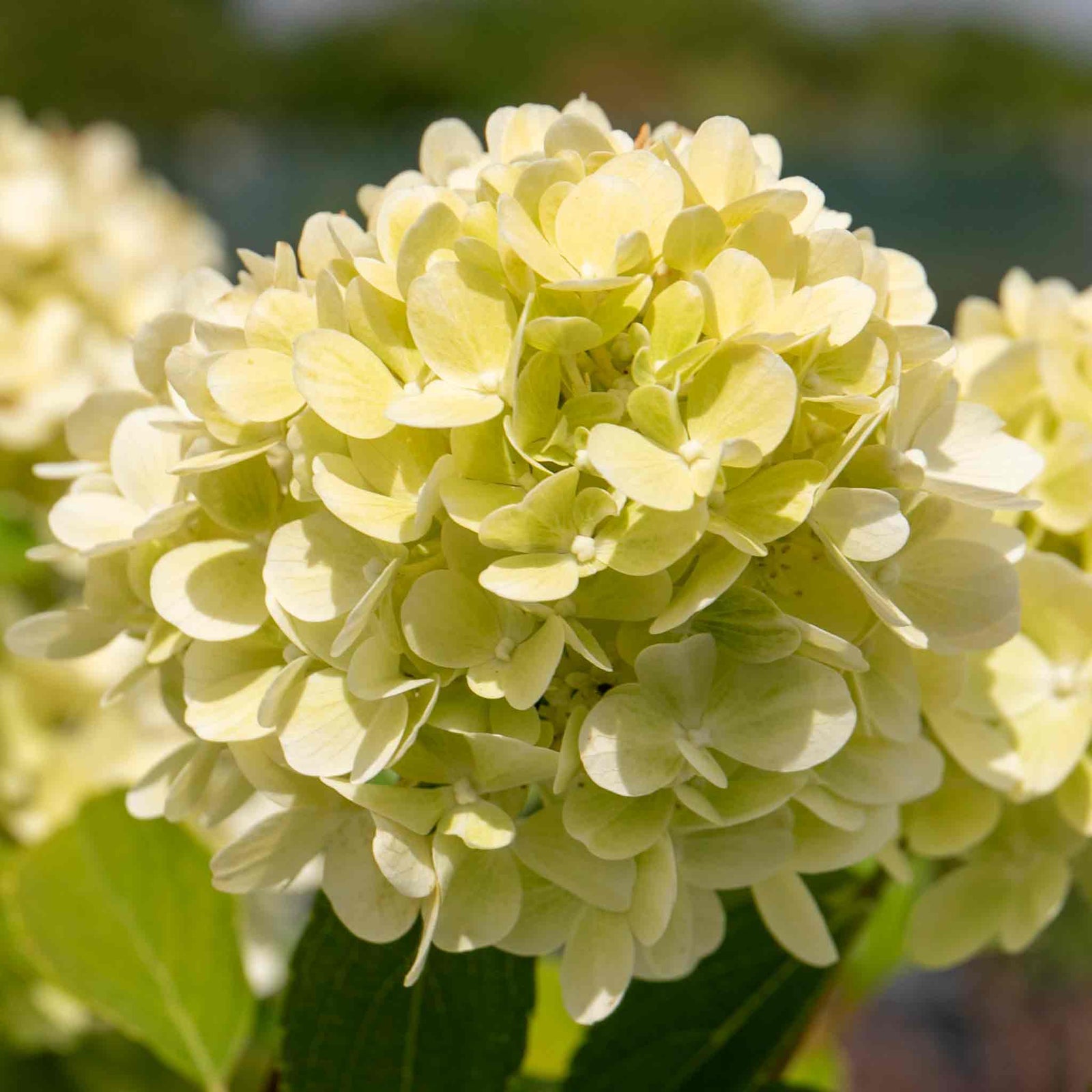 Hydrangea 'mojito' Lime Green Flowering Shrub | 1 x 7.5L | Green