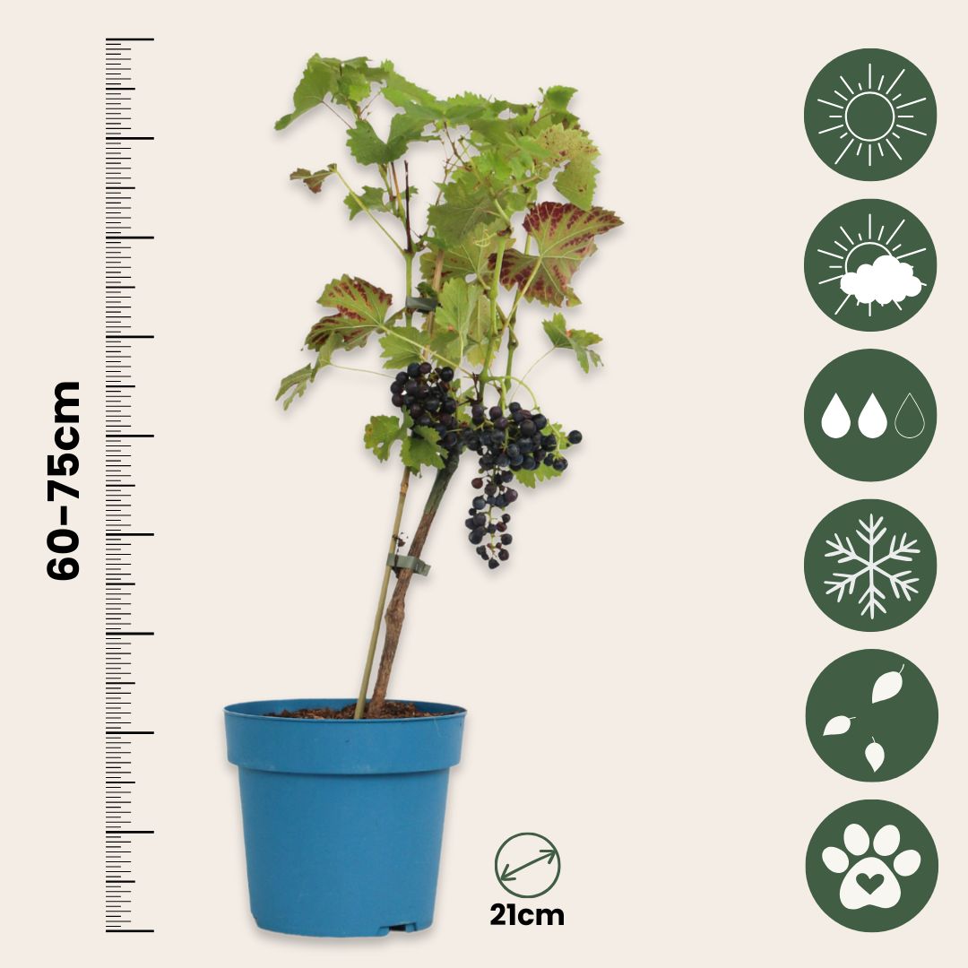 Common Grape Vine - Vitis Vinifera ‘nero’ - Height 60-75cm - ⌀21cm