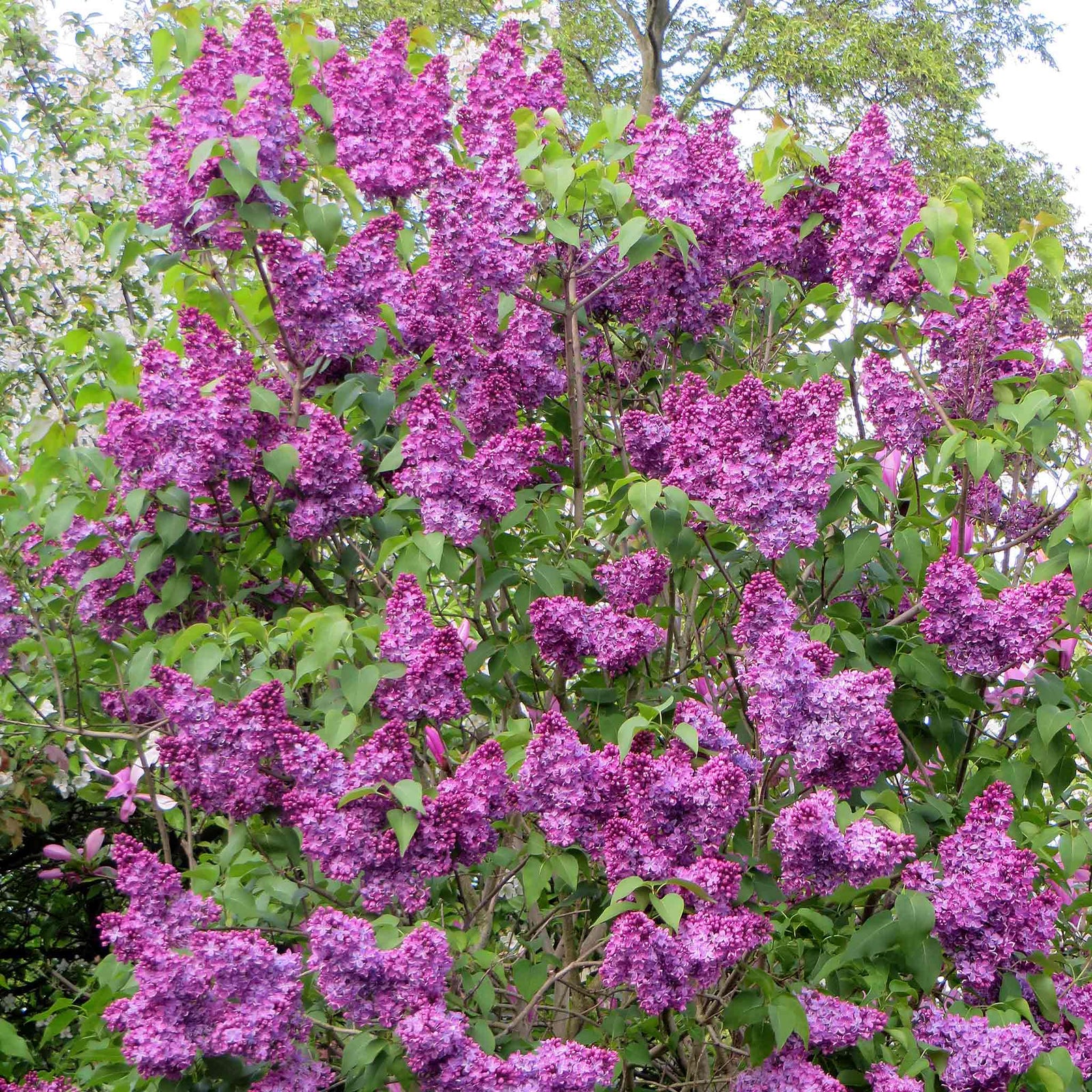Syringa 'charles Joly' 3 Litre Fragrant Purple Lilac Shrub | 1 x 3L | Purple