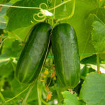 Cucumber 'party Time' - Self-fertile Snack Variety | 3 x Jumbo Plugs | Green